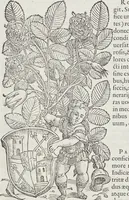 Picture 29 of 392 from Petri Andreae Matthioli Medici Senensis Commentarii, In Libros Sex Pedacii Dioscoridis Anazarbei, De Medica Materia: Adiectis quàm plurimis plantarum & animalium imaginibus, eodem authore (1554), leaf 164