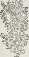 An illustration from Petri Andreae Matthioli Medici Senensis Commentarii, In Libros Sex Pedacii Dioscoridis Anazarbei, De Medica Materia: Adiectis quàm plurimis plantarum & animalium imaginibus, eodem authore (1554)