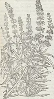 An illustration from Petri Andreae Matthioli Medici Senensis Commentarii, In Libros Sex Pedacii Dioscoridis Anazarbei, De Medica Materia: Adiectis quàm plurimis plantarum & animalium imaginibus, eodem authore (1554)