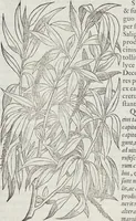 Picture 32 of 392 from Petri Andreae Matthioli Medici Senensis Commentarii, In Libros Sex Pedacii Dioscoridis Anazarbei, De Medica Materia: Adiectis quàm plurimis plantarum & animalium imaginibus, eodem authore (1554), leaf 170