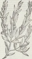 Picture 33 of 392 from Petri Andreae Matthioli Medici Senensis Commentarii, In Libros Sex Pedacii Dioscoridis Anazarbei, De Medica Materia: Adiectis quàm plurimis plantarum & animalium imaginibus, eodem authore (1554), leaf 171