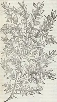 An illustration from Petri Andreae Matthioli Medici Senensis Commentarii, In Libros Sex Pedacii Dioscoridis Anazarbei, De Medica Materia: Adiectis quàm plurimis plantarum & animalium imaginibus, eodem authore (1554)