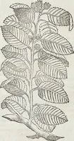 An illustration from Petri Andreae Matthioli Medici Senensis Commentarii, In Libros Sex Pedacii Dioscoridis Anazarbei, De Medica Materia: Adiectis quàm plurimis plantarum & animalium imaginibus, eodem authore (1554)