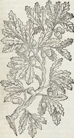 An illustration from Petri Andreae Matthioli Medici Senensis Commentarii, In Libros Sex Pedacii Dioscoridis Anazarbei, De Medica Materia: Adiectis quàm plurimis plantarum & animalium imaginibus, eodem authore (1554)