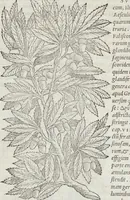An illustration from Petri Andreae Matthioli Medici Senensis Commentarii, In Libros Sex Pedacii Dioscoridis Anazarbei, De Medica Materia: Adiectis quàm plurimis plantarum & animalium imaginibus, eodem authore (1554)