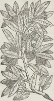 An illustration from Petri Andreae Matthioli Medici Senensis Commentarii, In Libros Sex Pedacii Dioscoridis Anazarbei, De Medica Materia: Adiectis quàm plurimis plantarum & animalium imaginibus, eodem authore (1554)