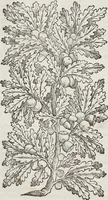 Picture 39 of 392 from Petri Andreae Matthioli Medici Senensis Commentarii, In Libros Sex Pedacii Dioscoridis Anazarbei, De Medica Materia: Adiectis quàm plurimis plantarum & animalium imaginibus, eodem authore (1554), leaf 176