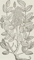 An illustration from Petri Andreae Matthioli Medici Senensis Commentarii, In Libros Sex Pedacii Dioscoridis Anazarbei, De Medica Materia: Adiectis quàm plurimis plantarum & animalium imaginibus, eodem authore (1554)