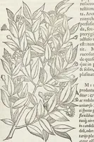 An illustration from Petri Andreae Matthioli Medici Senensis Commentarii, In Libros Sex Pedacii Dioscoridis Anazarbei, De Medica Materia: Adiectis quàm plurimis plantarum & animalium imaginibus, eodem authore (1554)
