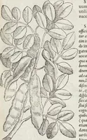 Picture 42 of 392 from Petri Andreae Matthioli Medici Senensis Commentarii, In Libros Sex Pedacii Dioscoridis Anazarbei, De Medica Materia: Adiectis quàm plurimis plantarum & animalium imaginibus, eodem authore (1554), leaf 185
