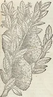 Picture 44 of 392 from Petri Andreae Matthioli Medici Senensis Commentarii, In Libros Sex Pedacii Dioscoridis Anazarbei, De Medica Materia: Adiectis quàm plurimis plantarum & animalium imaginibus, eodem authore (1554), leaf 187
