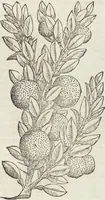Picture 45 of 392 from Petri Andreae Matthioli Medici Senensis Commentarii, In Libros Sex Pedacii Dioscoridis Anazarbei, De Medica Materia: Adiectis quàm plurimis plantarum & animalium imaginibus, eodem authore (1554), leaf 187