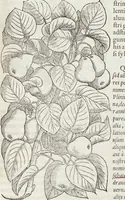 Picture 46 of 392 from Petri Andreae Matthioli Medici Senensis Commentarii, In Libros Sex Pedacii Dioscoridis Anazarbei, De Medica Materia: Adiectis quàm plurimis plantarum & animalium imaginibus, eodem authore (1554), leaf 191