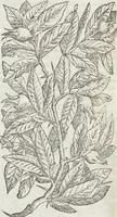 Picture 47 of 392 from Petri Andreae Matthioli Medici Senensis Commentarii, In Libros Sex Pedacii Dioscoridis Anazarbei, De Medica Materia: Adiectis quàm plurimis plantarum & animalium imaginibus, eodem authore (1554), leaf 192