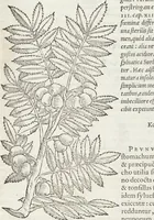 An illustration from Petri Andreae Matthioli Medici Senensis Commentarii, In Libros Sex Pedacii Dioscoridis Anazarbei, De Medica Materia: Adiectis quàm plurimis plantarum & animalium imaginibus, eodem authore (1554)