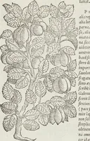 An illustration from Petri Andreae Matthioli Medici Senensis Commentarii, In Libros Sex Pedacii Dioscoridis Anazarbei, De Medica Materia: Adiectis quàm plurimis plantarum & animalium imaginibus, eodem authore (1554)