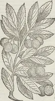 Picture 50 of 392 from Petri Andreae Matthioli Medici Senensis Commentarii, In Libros Sex Pedacii Dioscoridis Anazarbei, De Medica Materia: Adiectis quàm plurimis plantarum & animalium imaginibus, eodem authore (1554), leaf 198