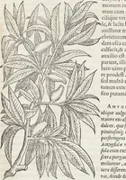 An illustration from Petri Andreae Matthioli Medici Senensis Commentarii, In Libros Sex Pedacii Dioscoridis Anazarbei, De Medica Materia: Adiectis quàm plurimis plantarum & animalium imaginibus, eodem authore (1554)