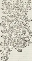 An illustration from Petri Andreae Matthioli Medici Senensis Commentarii, In Libros Sex Pedacii Dioscoridis Anazarbei, De Medica Materia: Adiectis quàm plurimis plantarum & animalium imaginibus, eodem authore (1554)