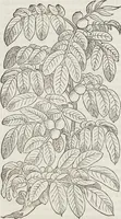 Picture 53 of 392 from Petri Andreae Matthioli Medici Senensis Commentarii, In Libros Sex Pedacii Dioscoridis Anazarbei, De Medica Materia: Adiectis quàm plurimis plantarum & animalium imaginibus, eodem authore (1554), leaf 200