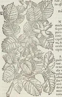 Picture 54 of 392 from Petri Andreae Matthioli Medici Senensis Commentarii, In Libros Sex Pedacii Dioscoridis Anazarbei, De Medica Materia: Adiectis quàm plurimis plantarum & animalium imaginibus, eodem authore (1554), leaf 202