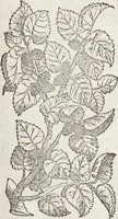 Picture 55 of 392 from Petri Andreae Matthioli Medici Senensis Commentarii, In Libros Sex Pedacii Dioscoridis Anazarbei, De Medica Materia: Adiectis quàm plurimis plantarum & animalium imaginibus, eodem authore (1554), leaf 203