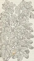 Picture 56 of 392 from Petri Andreae Matthioli Medici Senensis Commentarii, In Libros Sex Pedacii Dioscoridis Anazarbei, De Medica Materia: Adiectis quàm plurimis plantarum & animalium imaginibus, eodem authore (1554), leaf 205