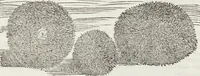 An illustration from Petri Andreae Matthioli Medici Senensis Commentarii, In Libros Sex Pedacii Dioscoridis Anazarbei, De Medica Materia: Adiectis quàm plurimis plantarum & animalium imaginibus, eodem authore (1554)