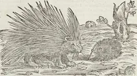 Picture 58 of 392 from Petri Andreae Matthioli Medici Senensis Commentarii, In Libros Sex Pedacii Dioscoridis Anazarbei, De Medica Materia: Adiectis quàm plurimis plantarum & animalium imaginibus, eodem authore (1554), leaf 210