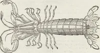 An illustration from Petri Andreae Matthioli Medici Senensis Commentarii, In Libros Sex Pedacii Dioscoridis Anazarbei, De Medica Materia: Adiectis quàm plurimis plantarum & animalium imaginibus, eodem authore (1554)