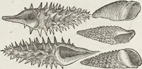 An illustration from Petri Andreae Matthioli Medici Senensis Commentarii, In Libros Sex Pedacii Dioscoridis Anazarbei, De Medica Materia: Adiectis quàm plurimis plantarum & animalium imaginibus, eodem authore (1554)