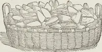 Picture 61 of 392 from Petri Andreae Matthioli Medici Senensis Commentarii, In Libros Sex Pedacii Dioscoridis Anazarbei, De Medica Materia: Adiectis quàm plurimis plantarum & animalium imaginibus, eodem authore (1554), leaf 214