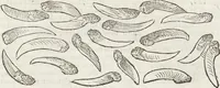 An illustration from Petri Andreae Matthioli Medici Senensis Commentarii, In Libros Sex Pedacii Dioscoridis Anazarbei, De Medica Materia: Adiectis quàm plurimis plantarum & animalium imaginibus, eodem authore (1554)