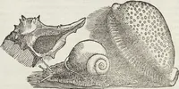An illustration from Petri Andreae Matthioli Medici Senensis Commentarii, In Libros Sex Pedacii Dioscoridis Anazarbei, De Medica Materia: Adiectis quàm plurimis plantarum & animalium imaginibus, eodem authore (1554)