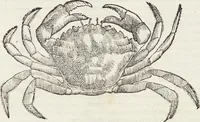 Picture 65 of 392 from Petri Andreae Matthioli Medici Senensis Commentarii, In Libros Sex Pedacii Dioscoridis Anazarbei, De Medica Materia: Adiectis quàm plurimis plantarum & animalium imaginibus, eodem authore (1554), leaf 217