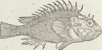 An illustration from Petri Andreae Matthioli Medici Senensis Commentarii, In Libros Sex Pedacii Dioscoridis Anazarbei, De Medica Materia: Adiectis quàm plurimis plantarum & animalium imaginibus, eodem authore (1554)