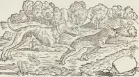 An illustration from Petri Andreae Matthioli Medici Senensis Commentarii, In Libros Sex Pedacii Dioscoridis Anazarbei, De Medica Materia: Adiectis quàm plurimis plantarum & animalium imaginibus, eodem authore (1554)