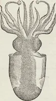 Picture 71 of 392 from Petri Andreae Matthioli Medici Senensis Commentarii, In Libros Sex Pedacii Dioscoridis Anazarbei, De Medica Materia: Adiectis quàm plurimis plantarum & animalium imaginibus, eodem authore (1554), leaf 228