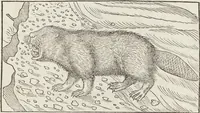 An illustration from Petri Andreae Matthioli Medici Senensis Commentarii, In Libros Sex Pedacii Dioscoridis Anazarbei, De Medica Materia: Adiectis quàm plurimis plantarum & animalium imaginibus, eodem authore (1554)