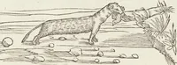 An illustration from Petri Andreae Matthioli Medici Senensis Commentarii, In Libros Sex Pedacii Dioscoridis Anazarbei, De Medica Materia: Adiectis quàm plurimis plantarum & animalium imaginibus, eodem authore (1554)