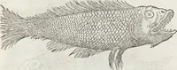 An illustration from Petri Andreae Matthioli Medici Senensis Commentarii, In Libros Sex Pedacii Dioscoridis Anazarbei, De Medica Materia: Adiectis quàm plurimis plantarum & animalium imaginibus, eodem authore (1554)