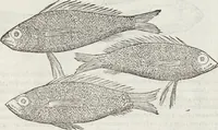 An illustration from Petri Andreae Matthioli Medici Senensis Commentarii, In Libros Sex Pedacii Dioscoridis Anazarbei, De Medica Materia: Adiectis quàm plurimis plantarum & animalium imaginibus, eodem authore (1554)