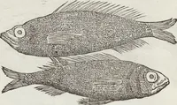 An illustration from Petri Andreae Matthioli Medici Senensis Commentarii, In Libros Sex Pedacii Dioscoridis Anazarbei, De Medica Materia: Adiectis quàm plurimis plantarum & animalium imaginibus, eodem authore (1554)