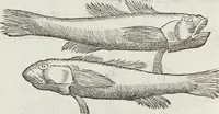 Picture 78 of 392 from Petri Andreae Matthioli Medici Senensis Commentarii, In Libros Sex Pedacii Dioscoridis Anazarbei, De Medica Materia: Adiectis quàm plurimis plantarum & animalium imaginibus, eodem authore (1554), leaf 234