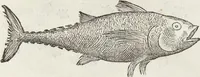 An illustration from Petri Andreae Matthioli Medici Senensis Commentarii, In Libros Sex Pedacii Dioscoridis Anazarbei, De Medica Materia: Adiectis quàm plurimis plantarum & animalium imaginibus, eodem authore (1554)