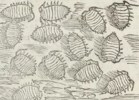 An illustration from Petri Andreae Matthioli Medici Senensis Commentarii, In Libros Sex Pedacii Dioscoridis Anazarbei, De Medica Materia: Adiectis quàm plurimis plantarum & animalium imaginibus, eodem authore (1554)
