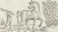 An illustration from Petri Andreae Matthioli Medici Senensis Commentarii, In Libros Sex Pedacii Dioscoridis Anazarbei, De Medica Materia: Adiectis quàm plurimis plantarum & animalium imaginibus, eodem authore (1554)