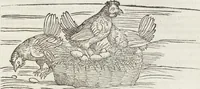 Picture 85 of 392 from Petri Andreae Matthioli Medici Senensis Commentarii, In Libros Sex Pedacii Dioscoridis Anazarbei, De Medica Materia: Adiectis quàm plurimis plantarum & animalium imaginibus, eodem authore (1554), leaf 241