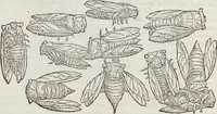 An illustration from Petri Andreae Matthioli Medici Senensis Commentarii, In Libros Sex Pedacii Dioscoridis Anazarbei, De Medica Materia: Adiectis quàm plurimis plantarum & animalium imaginibus, eodem authore (1554)