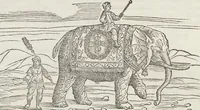 An illustration from Petri Andreae Matthioli Medici Senensis Commentarii, In Libros Sex Pedacii Dioscoridis Anazarbei, De Medica Materia: Adiectis quàm plurimis plantarum & animalium imaginibus, eodem authore (1554)